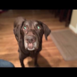 Meet your Posher, Riley